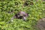 European Otter