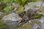 jumping European Otter