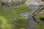 jumping European Otter