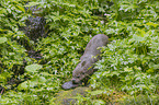 European Otter