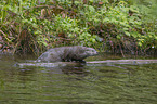 European Otter