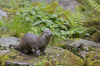 standing European Otter