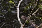 European Otter