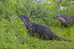 European Otter