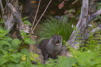 European Otter