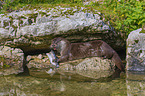 common otter