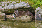 common otter