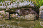 common otter