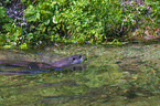 common otter