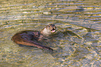 common otter