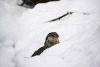common otter