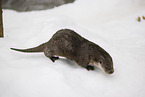 common otter