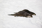 2 common otter