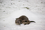 2 common otter