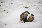 2 common otter