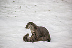 2 common otter