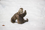 2 common otter