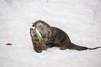 2 common otter