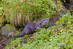 European otter