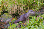 European otter
