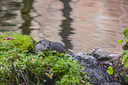 European otter