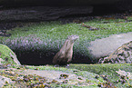 common otter