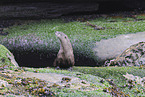 common otter