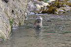 common otter