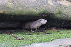 common otter