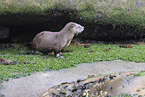 common otter