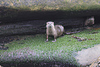 common otter