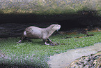 common otter