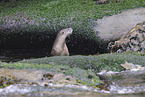 common otter