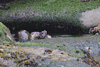 common otter