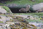 common otter