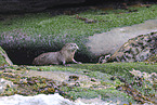 common otter