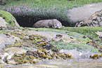common otter