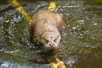Eurasian otter