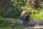 Eurasian otter