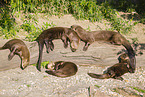 Eurasian otter