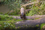 Eurasian otter