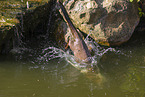 Eurasian otter