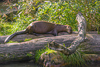 Eurasian otter