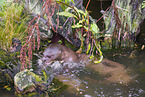 Eurasian otter