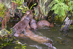 Eurasian otter