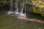 Eurasian otter