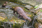 Eurasian otter