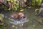 Eurasian otter