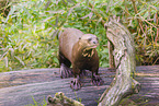 Eurasian otter