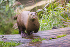 Eurasian otter